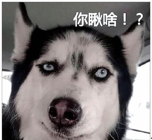 二哈新皮肤爆料视频大全